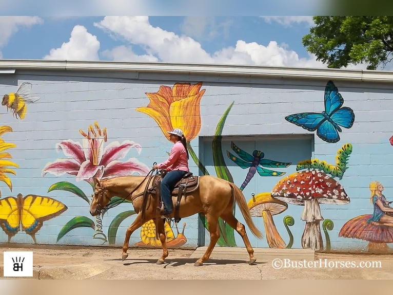 American Quarter Horse Gelding 4 years 15 hh Palomino in Weatherford TX