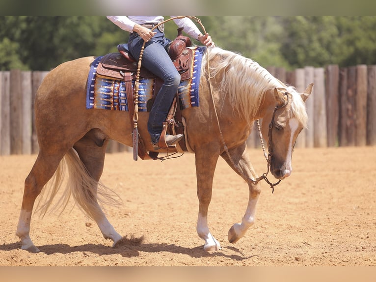 American Quarter Horse Gelding 4 years 15 hh Palomino in Adair, OK
