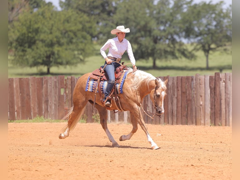 American Quarter Horse Gelding 4 years 15 hh Palomino in Adair, OK