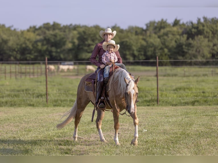 American Quarter Horse Gelding 4 years 15 hh Palomino in Adair, OK