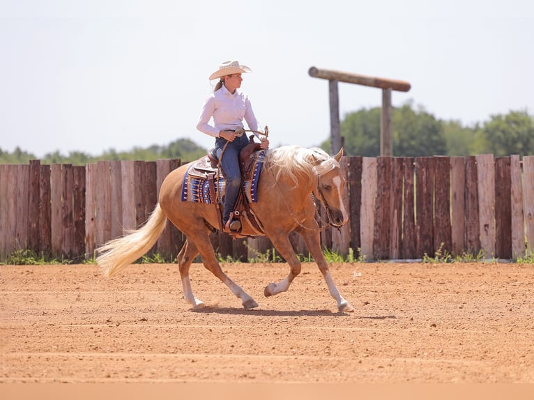 American Quarter Horse Gelding 4 years 15 hh Palomino in Adair, OK