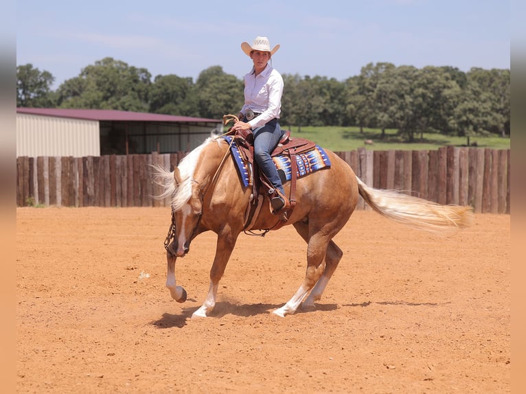 American Quarter Horse Gelding 4 years 15 hh Palomino in Adair, OK