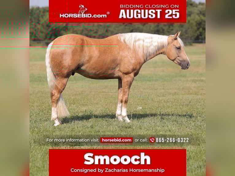 American Quarter Horse Gelding 4 years 15 hh Palomino in Adair, OK
