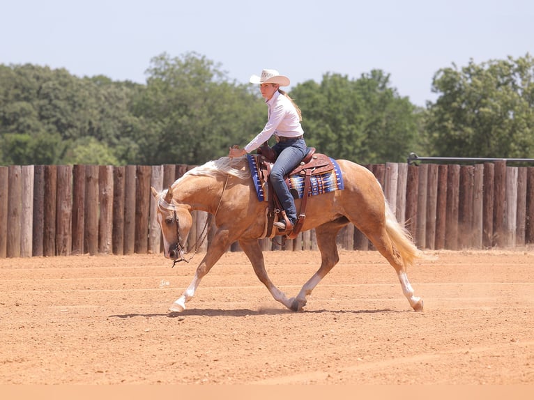 American Quarter Horse Gelding 4 years 15 hh Palomino in Adair, OK