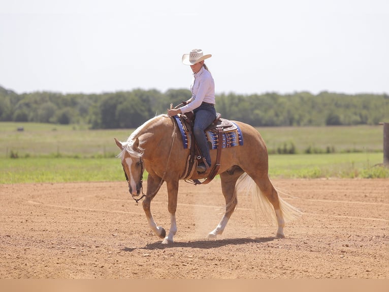 American Quarter Horse Gelding 4 years 15 hh Palomino in Adair, OK