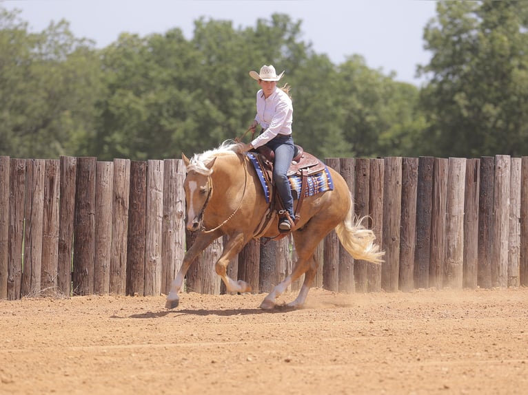 American Quarter Horse Gelding 4 years 15 hh Palomino in Adair, OK