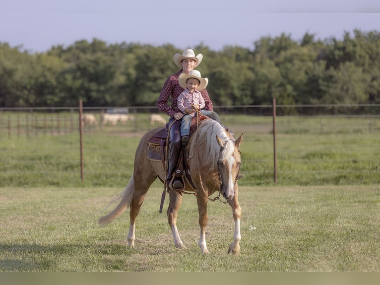 American Quarter Horse Gelding 4 years 15 hh Palomino in Adair, OK
