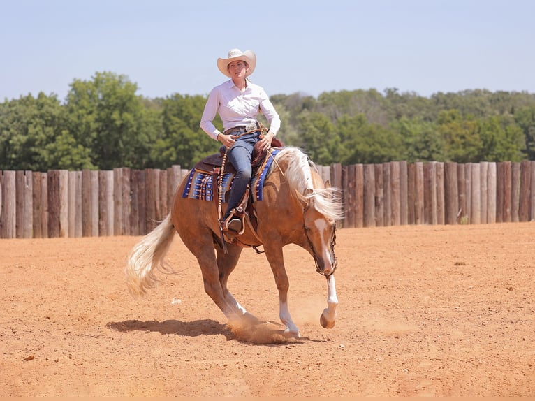 American Quarter Horse Gelding 4 years 15 hh Palomino in Adair, OK