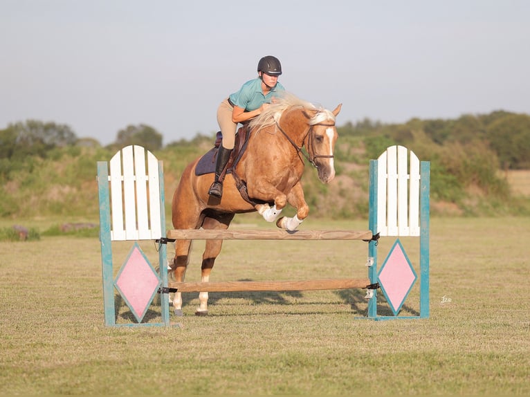 American Quarter Horse Gelding 4 years 15 hh Palomino in Adair, OK