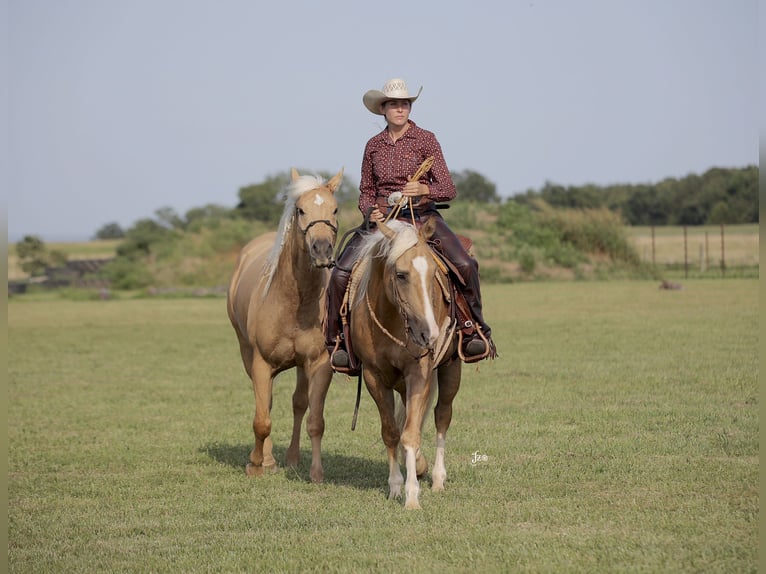 American Quarter Horse Gelding 4 years 15 hh Palomino in Adair, OK