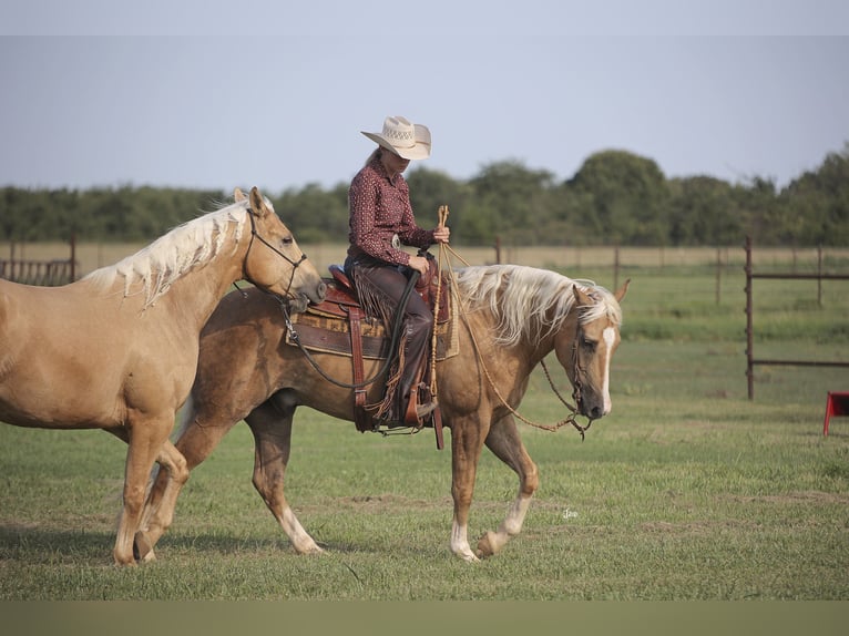 American Quarter Horse Gelding 4 years 15 hh Palomino in Adair, OK