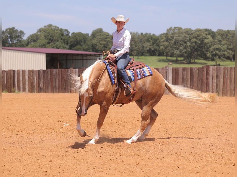 American Quarter Horse Gelding 4 years 15 hh Palomino in Adair, OK