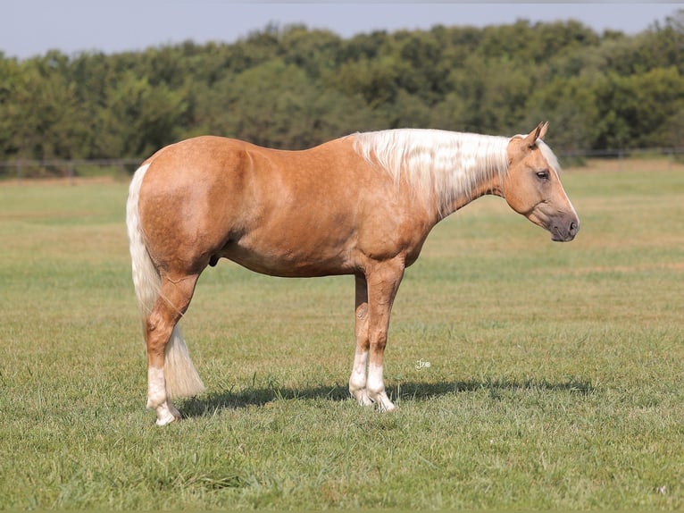 American Quarter Horse Gelding 4 years 15 hh Palomino in Adair, OK