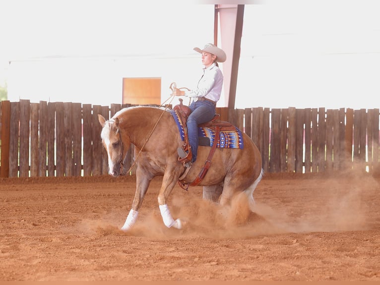 American Quarter Horse Gelding 4 years 15 hh Palomino in Adair, OK