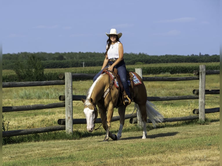 American Quarter Horse Gelding 4 years 15 hh Palomino in Nevis, MN