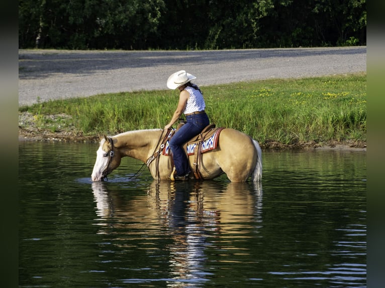 American Quarter Horse Gelding 4 years 15 hh Palomino in Nevis, MN