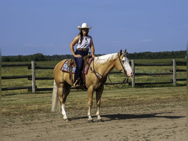 American Quarter Horse Gelding 4 years 15 hh Palomino in Nevis, MN