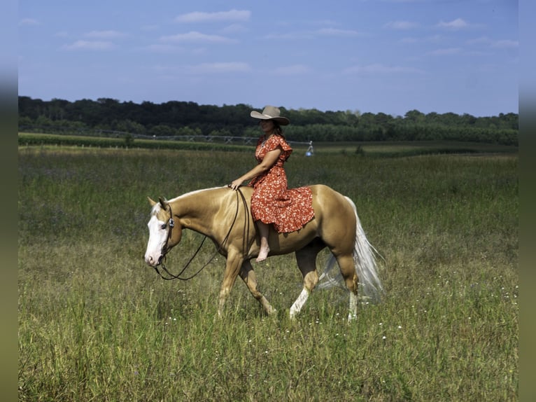 American Quarter Horse Gelding 4 years 15 hh Palomino in Nevis, MN