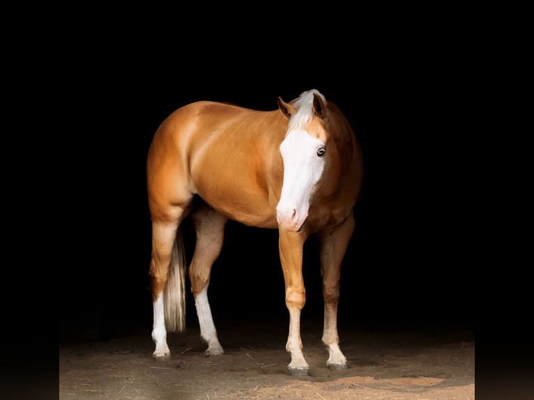 American Quarter Horse Gelding 4 years 15 hh Palomino in Nevis, MN