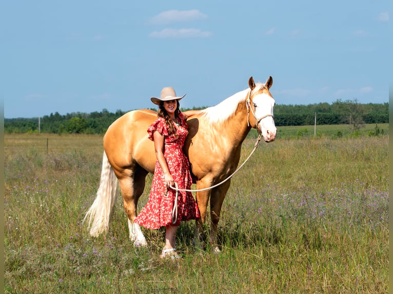 American Quarter Horse Gelding 4 years 15 hh Palomino in Nevis, MN