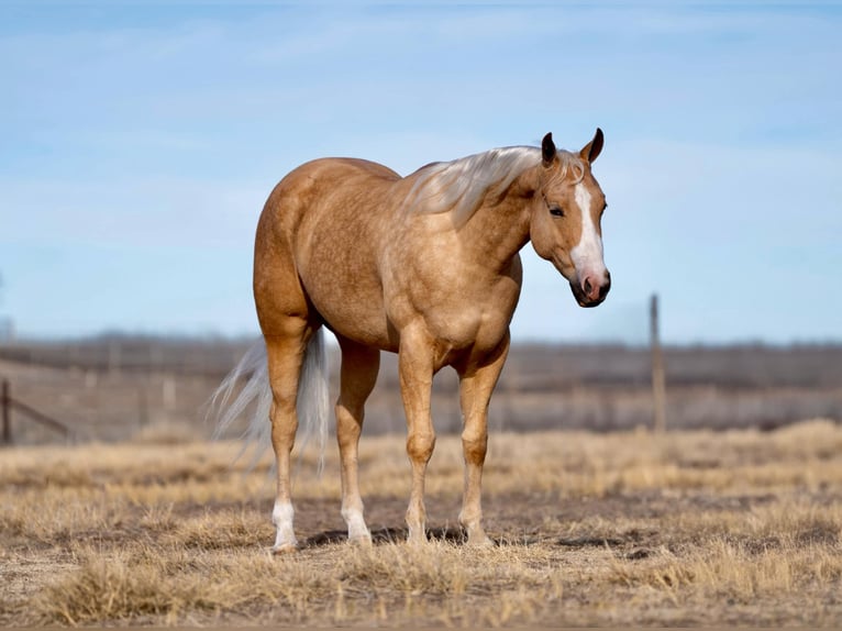 American Quarter Horse Gelding 4 years 15 hh Palomino in Mountain Grove Mo