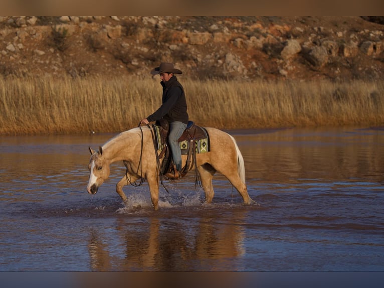 American Quarter Horse Gelding 4 years 15 hh Palomino in Mountain Grove Mo