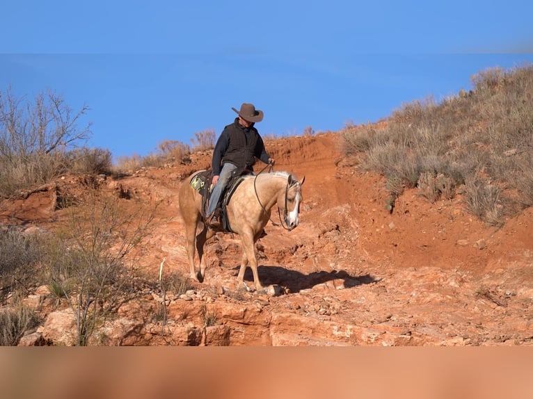 American Quarter Horse Gelding 4 years 15 hh Palomino in Mountain Grove MO