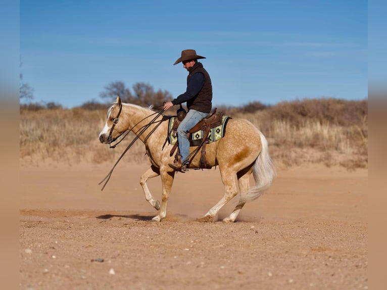 American Quarter Horse Gelding 4 years 15 hh Palomino in Mountain Grove MO