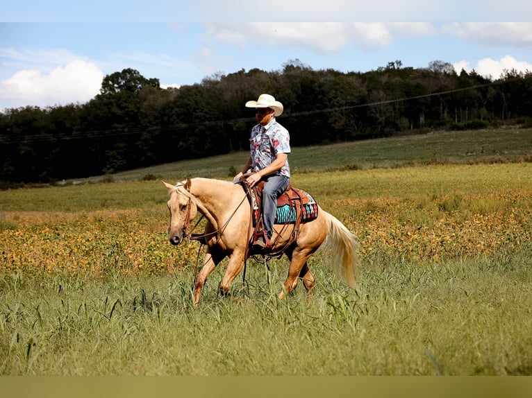 American Quarter Horse Gelding 4 years 15 hh Palomino in Sante Fe, TN