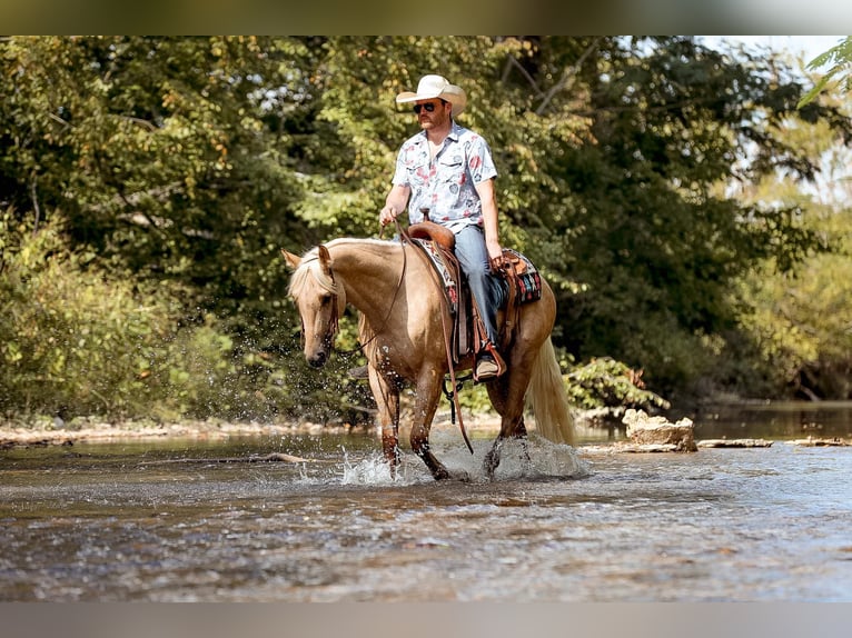 American Quarter Horse Gelding 4 years 15 hh Palomino in Sante Fe, TN