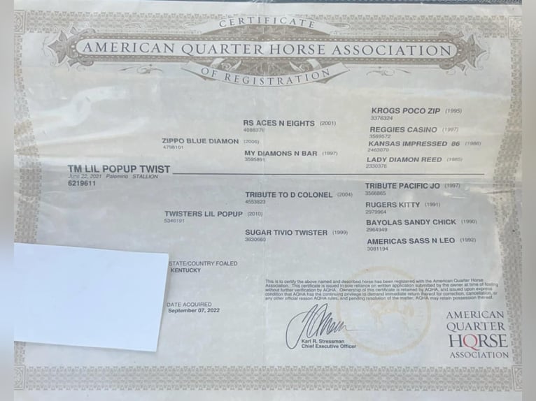 American Quarter Horse Gelding 4 years 15 hh Palomino in Sante Fe, TN