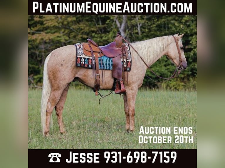 American Quarter Horse Gelding 4 years 15 hh Palomino in Sante Fe, TN