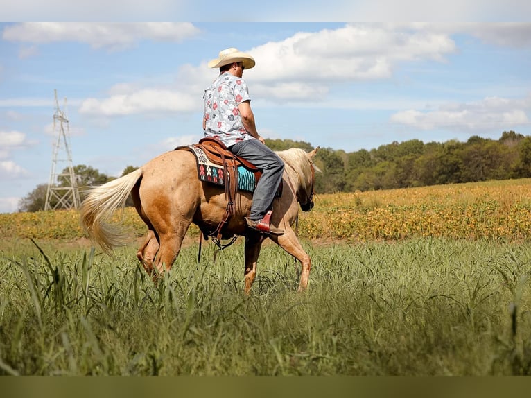 American Quarter Horse Gelding 4 years 15 hh Palomino in Sante Fe, TN