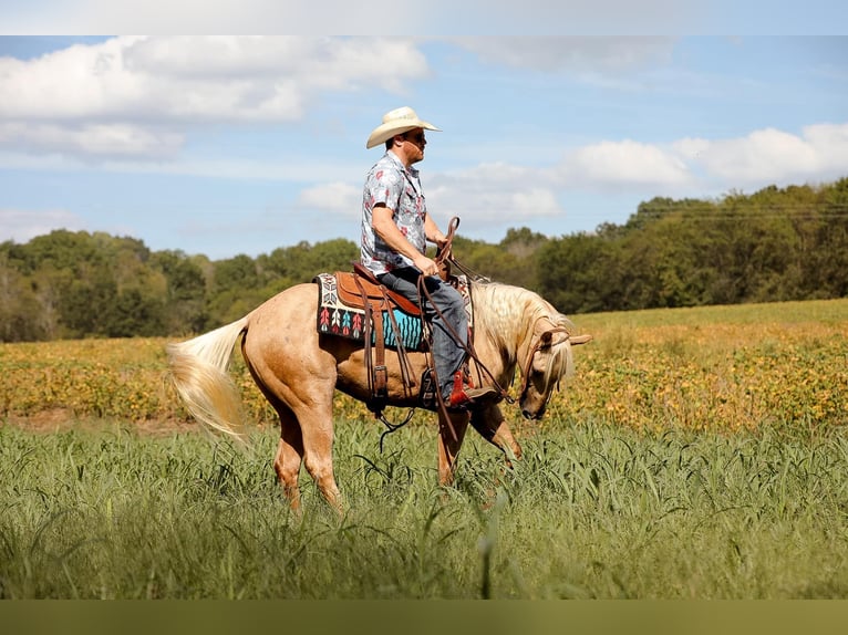 American Quarter Horse Gelding 4 years 15 hh Palomino in Sante Fe, TN