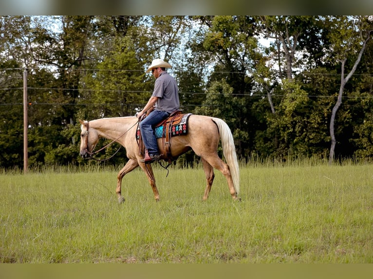 American Quarter Horse Gelding 4 years 15 hh Palomino in Sante Fe, TN