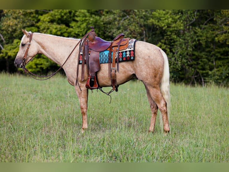 American Quarter Horse Gelding 4 years 15 hh Palomino in Sante Fe, TN