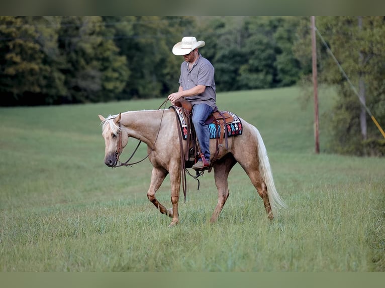 American Quarter Horse Gelding 4 years 15 hh Palomino in Sante Fe, TN