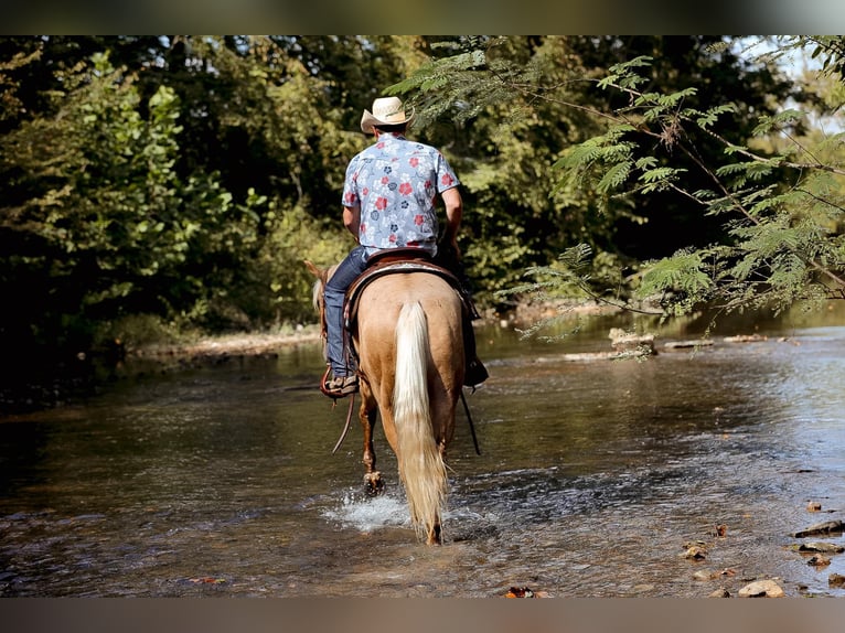 American Quarter Horse Gelding 4 years 15 hh Palomino in Sante Fe, TN