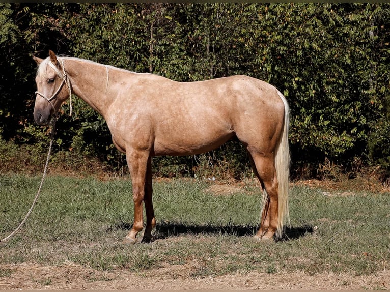 American Quarter Horse Gelding 4 years 15 hh Palomino in Sante Fe, TN