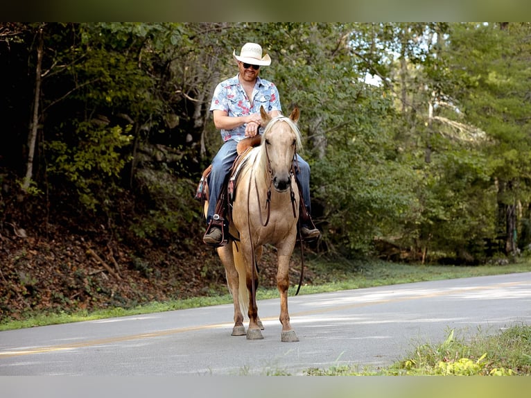 American Quarter Horse Gelding 4 years 15 hh Palomino in Sante Fe, TN