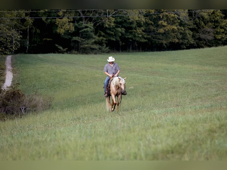 American Quarter Horse Gelding 4 years 15 hh Palomino in Sante Fe, TN