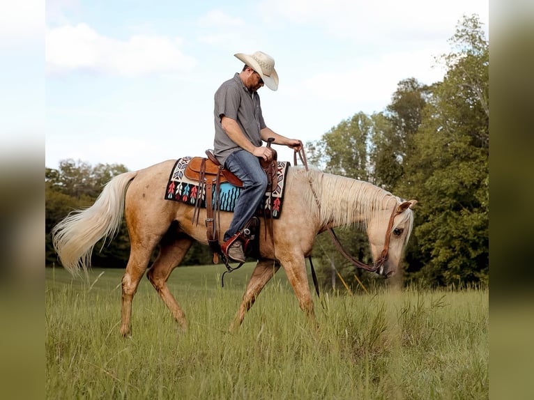 American Quarter Horse Gelding 4 years 15 hh Palomino in Sante Fe, TN