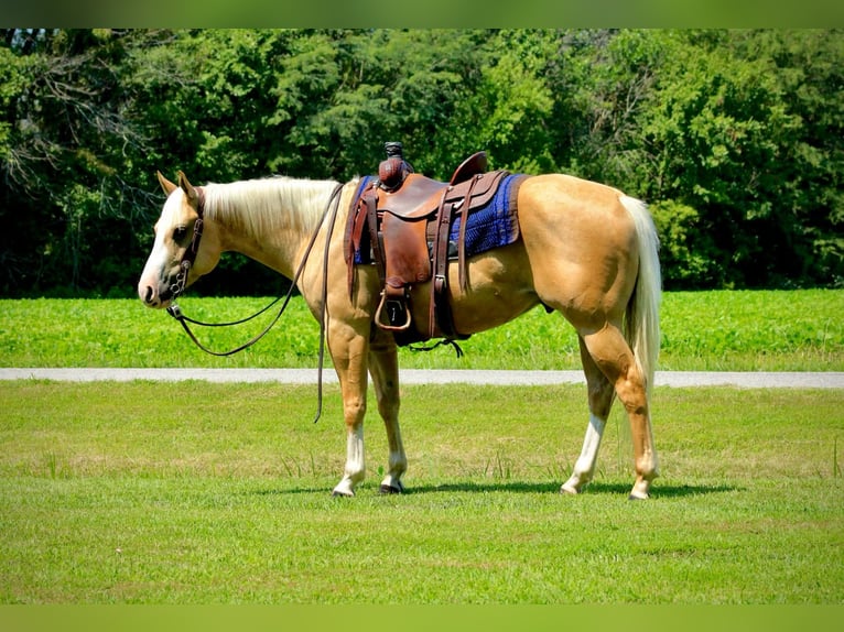 American Quarter Horse Gelding 4 years 15 hh Palomino in Shobonier IL