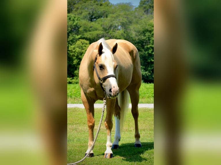 American Quarter Horse Gelding 4 years 15 hh Palomino in Shobonier IL