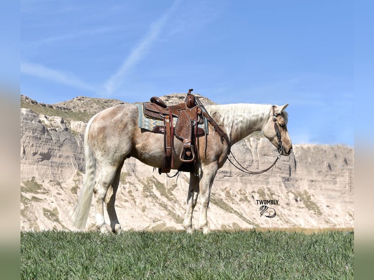 American Quarter Horse Gelding 4 years 15 hh Palomino in Bayard, Nebraska