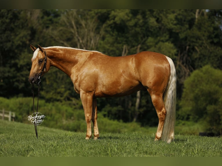American Quarter Horse Gelding 4 years 15 hh Palomino in Millersburg OH