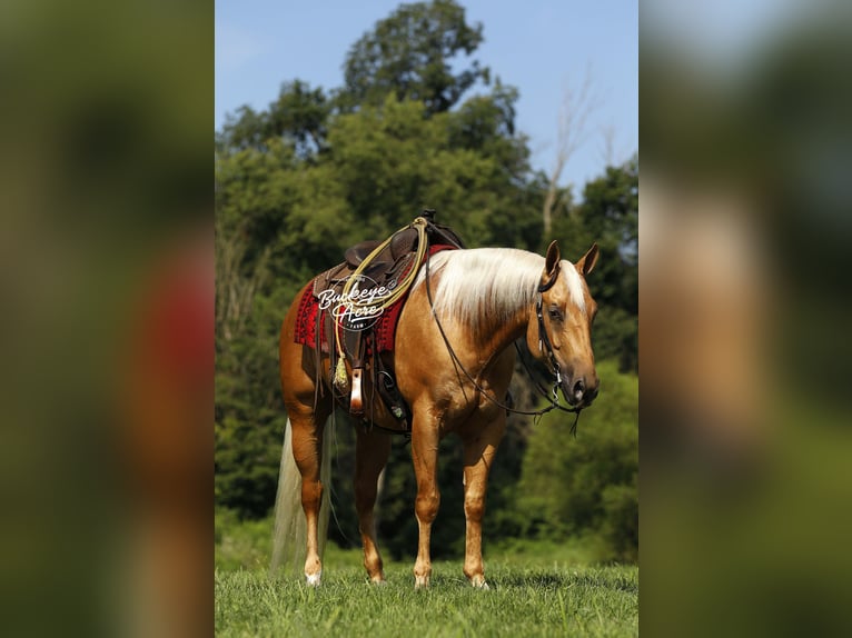 American Quarter Horse Gelding 4 years 15 hh Palomino in Millersburg OH