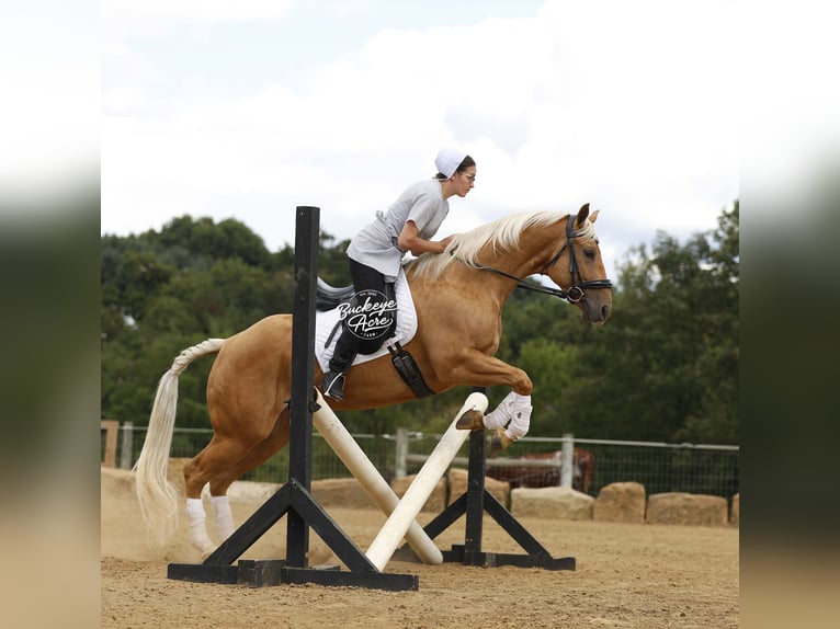 American Quarter Horse Gelding 4 years 15 hh Palomino in Millersburg OH