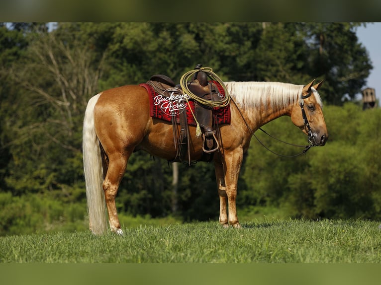 American Quarter Horse Gelding 4 years 15 hh Palomino in Millersburg OH