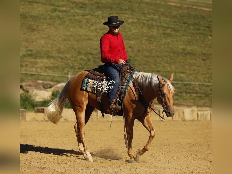 American Quarter Horse Gelding 4 years 15 hh Palomino in Millersburg OH